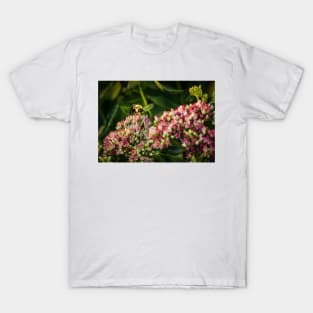 Bee On Sedum Flower 2 T-Shirt